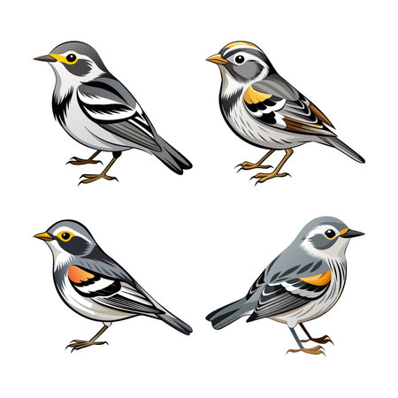 Realistic Blackpoll Warbler Bird Illustrationのイラスト素材