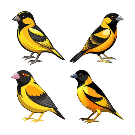 Realistic Black-Headed Canary Illustrationのイラスト素材