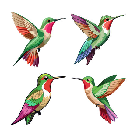 Calliope Hummingbird Bird Illustrationのイラスト素材