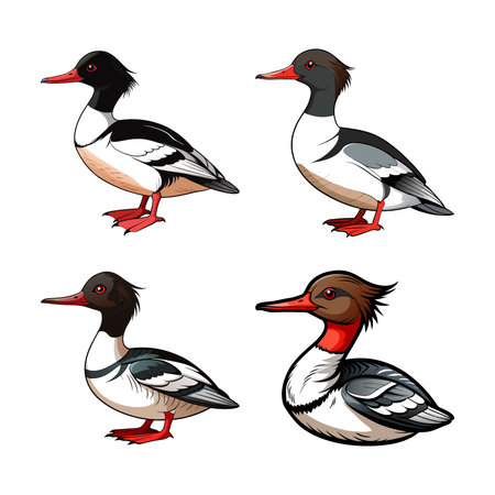 Realistic Common Merganser Bird Illustrationのイラスト素材