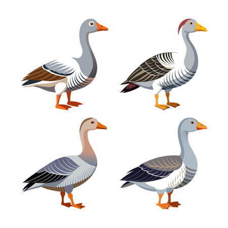 Realistic Emperor Goose Bird Illustrationのイラスト素材