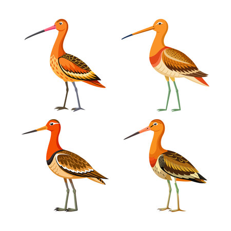 Realistic Hudsonian Godwit Bird Illustrationのイラスト素材