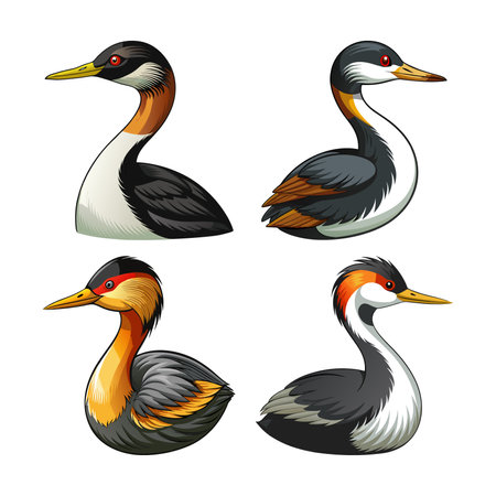 Least Grebe Bird Realistic Illustrationのイラスト素材
