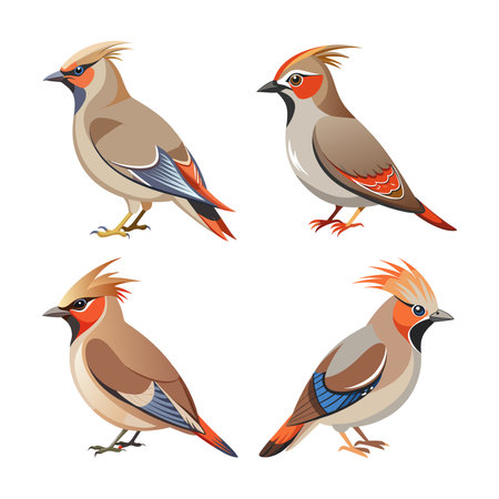 Realistic Bohemian Waxwing Illustrationのイラスト素材