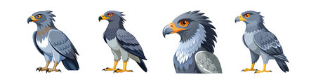 Charming African Harrier Hawk Illustrationのイラスト素材