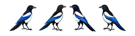 Dynamic Black-Billed Magpie Bird Artworkのイラスト素材