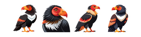 Realistic Bateleur Illustrationのイラスト素材