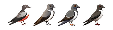 Realistic Band-Rumped Storm Petrel Illustrationのイラスト素材