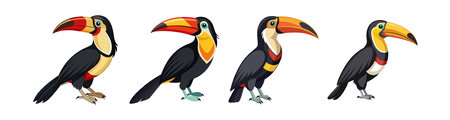 Realistic Black-Necked Aracari Illustrationのイラスト素材