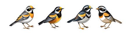 Realistic Black-Faced Warbler Illustrationのイラスト素材