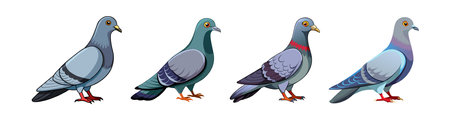Charming Band-Tailed Pigeon Illustrationのイラスト素材