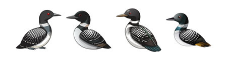 Realistic Arctic Loon Bird Illustrationのイラスト素材