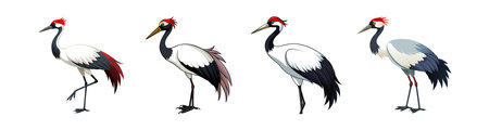 Realistic Black-Necked Crane Illustrationのイラスト素材