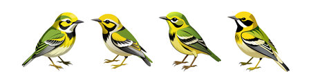 Realistic Black-throated Green Warbler Bird Illustrationのイラスト素材