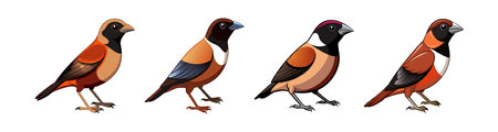 Realistic Black-throated Munia Bird Illustrationのイラスト素材