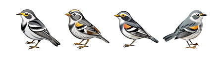 Realistic Blackpoll Warbler Bird Illustrationのイラスト素材