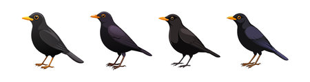 Realistic Common Blackbird Bird Illustrationのイラスト素材