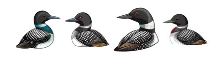 Realistic Common Loon Bird Illustrationのイラスト素材