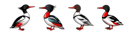 Realistic Red-Breasted Merganser Bird Illustration