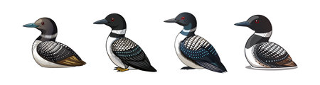Realistic Pacific Loon Bird Illustrationのイラスト素材