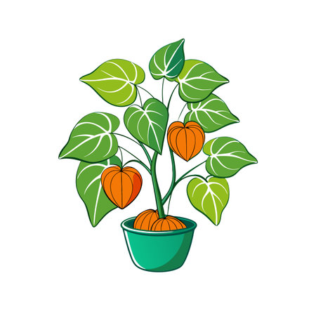 Elegant Groundcherry Illustration for Homeのイラスト素材