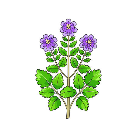 Stylish Phacelia Campanularia Houseplant Outline Designのイラスト素材