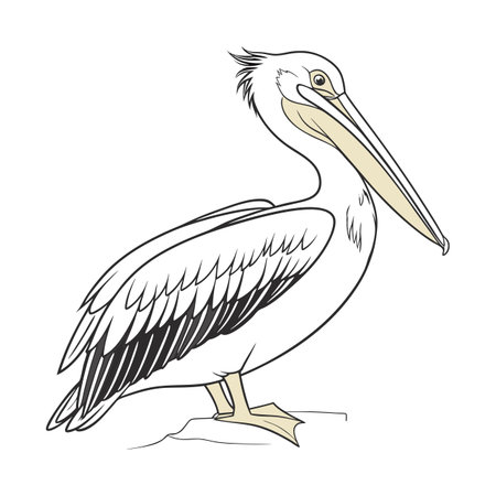 Detailed American White Pelican Depictionのイラスト素材