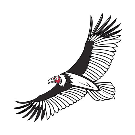 Detailed Andean Condor Depictionのイラスト素材