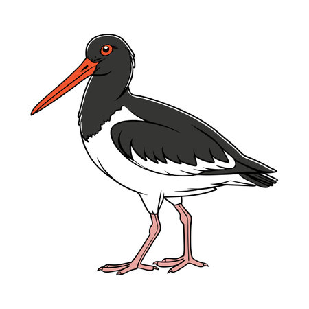 Vivid American Oystercatcher Bird Designのイラスト素材