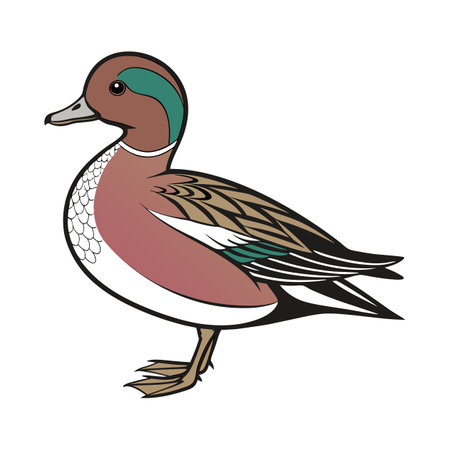 Charming American Wigeon Illustrationのイラスト素材