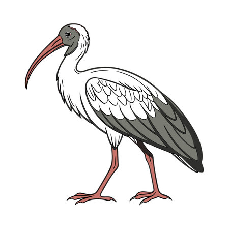 Vivid Australian Ibis Bird Designのイラスト素材