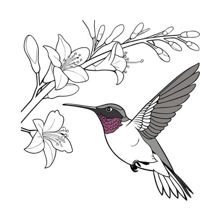 Stunning Black-Chinned Hummingbird Bird Designのイラスト素材