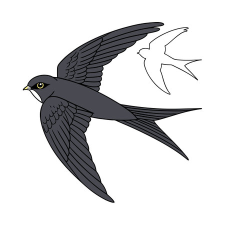 Stunning Black Swift Designのイラスト素材