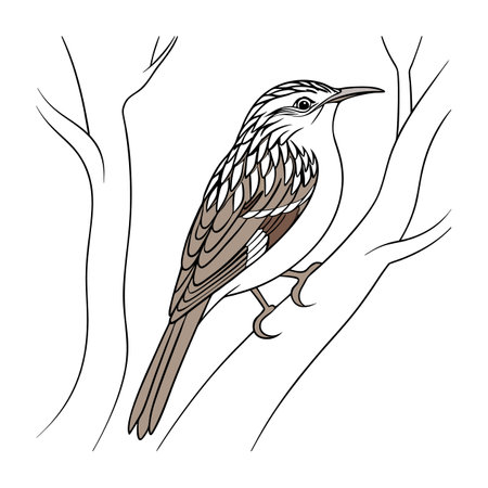 Vibrant Brown Creeper Bird Detailed Illustrationのイラスト素材