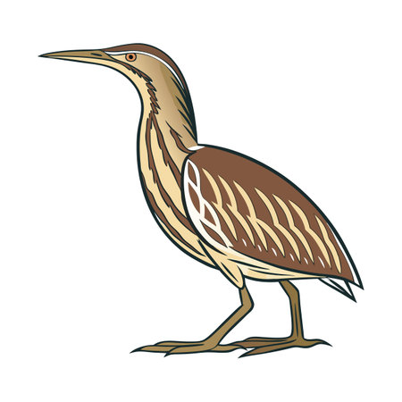 Vivid American Bittern Bird Designのイラスト素材