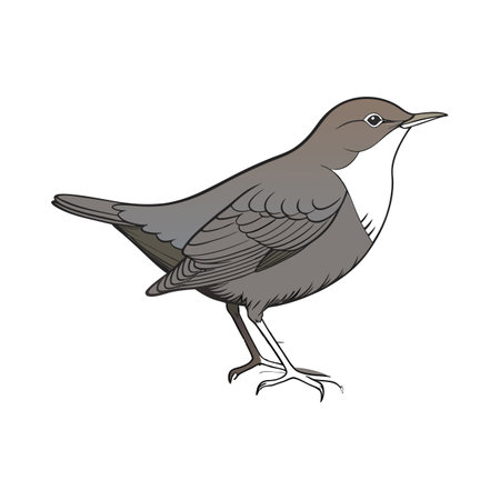 Realistic American Dipper Bird Illustrationのイラスト素材