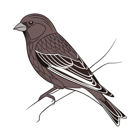 Detailed Black Rosy-Finch Depictionのイラスト素材