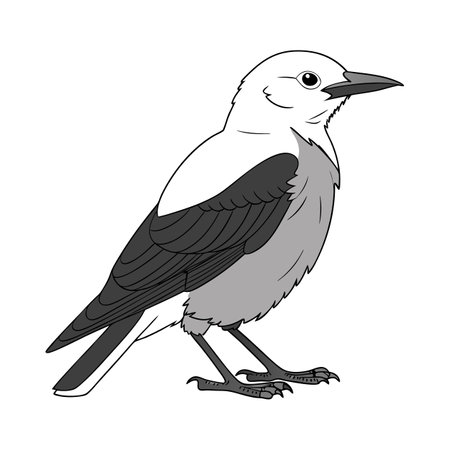 Clark's Nutcracker Bird Colorful Artworkのイラスト素材