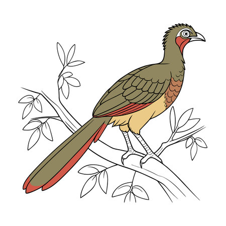 Elegant Chachalaca Bird Vectorのイラスト素材