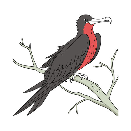 Stunning Christmas Frigatebird Bird Designのイラスト素材