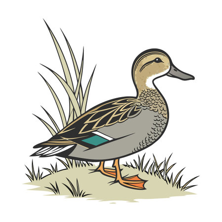 Gadwall Bird Realistic Illustrationのイラスト素材