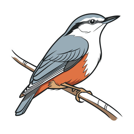 Bright Eurasian Nuthatch Bird Artworkのイラスト素材