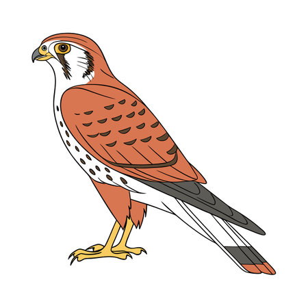 Majestic Greater Kestrel Bird Artworkのイラスト素材