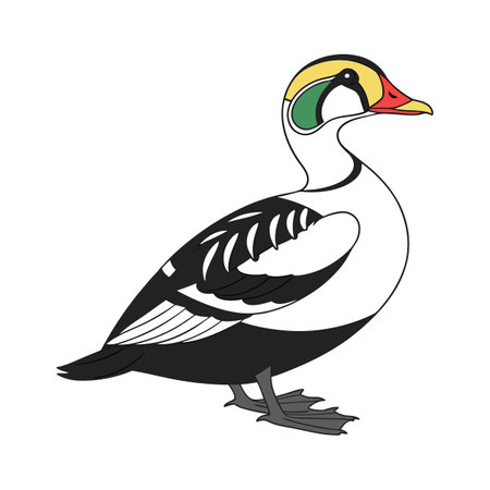Bright King Eider Bird Artworkのイラスト素材