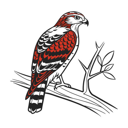 Red-Shouldered Hawk Bird Realistic Artのイラスト素材
