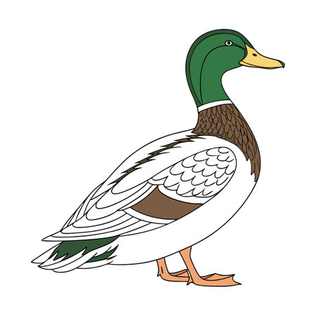 Elegant Mallard Bird Illustrationのイラスト素材
