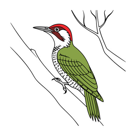 Elegant Cuban Green Woodpecker Vectorのイラスト素材
