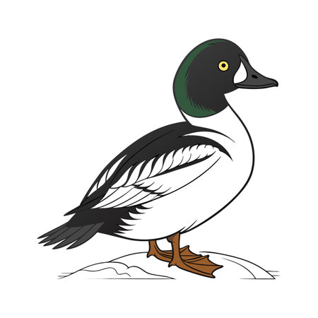 Common Goldeneye Bird Realistic Artのイラスト素材
