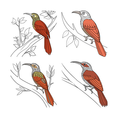 Realistic Amazonian Woodcreeper Bird Artworkのイラスト素材