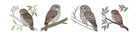 Realistic Asian Barred Owlet Bird Illustrationのイラスト素材